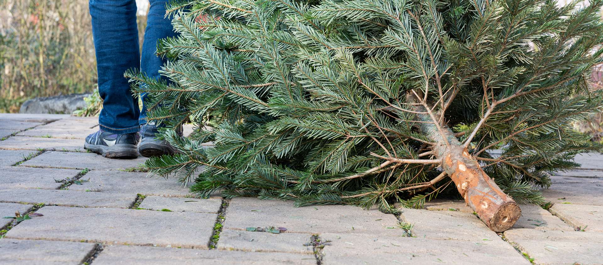 Christmas Tree Recycling