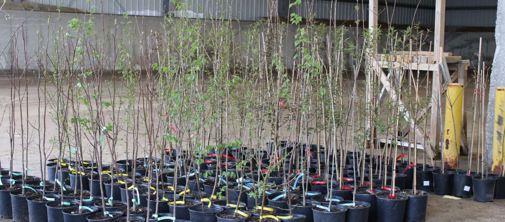 Tree Power Program Trees