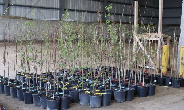 Trees